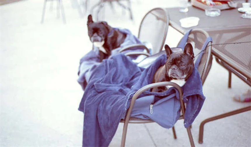 Hund Inkontinenz: Ursachen & Behandlung - Was wirklich hilft!