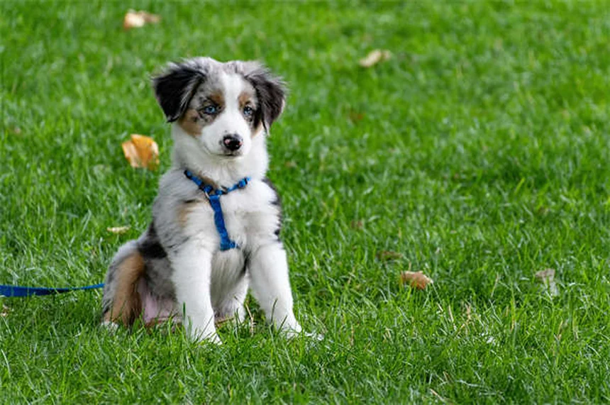 Goldfische schlafen ohne Augenlider - So erkennen Sie es