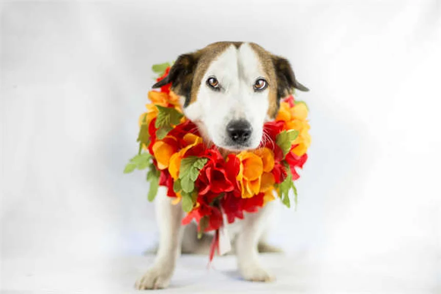 Englische Vollblüter: Die schnellsten Rennpferde der Welt erklärt